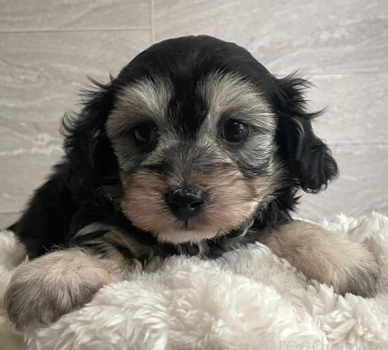 Bichon havanez  fetița 750lei