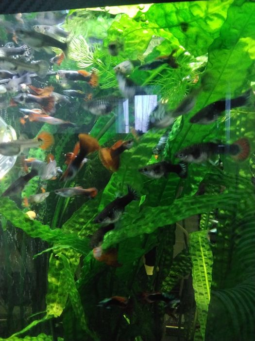 Аквариумные рыбки