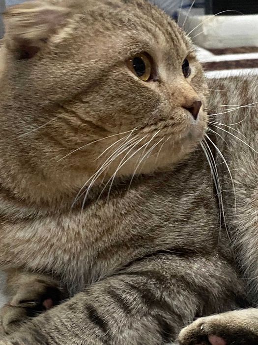 шотландец вязка опытный