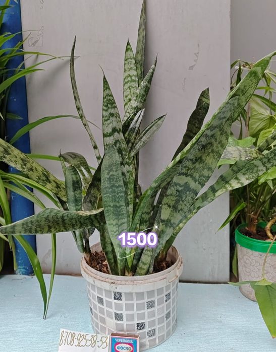 Сансевьера цветы в офис Доставка и самовывоз 10-22ч