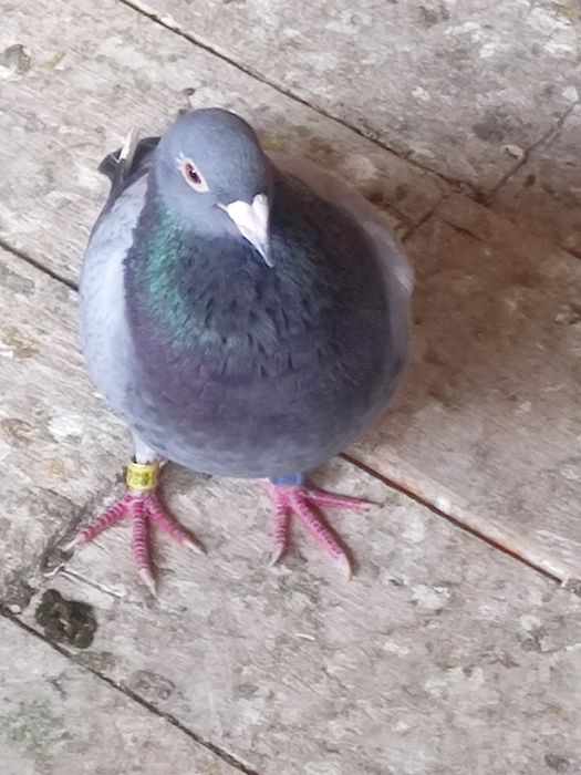 Vând porumbei pui și maturi