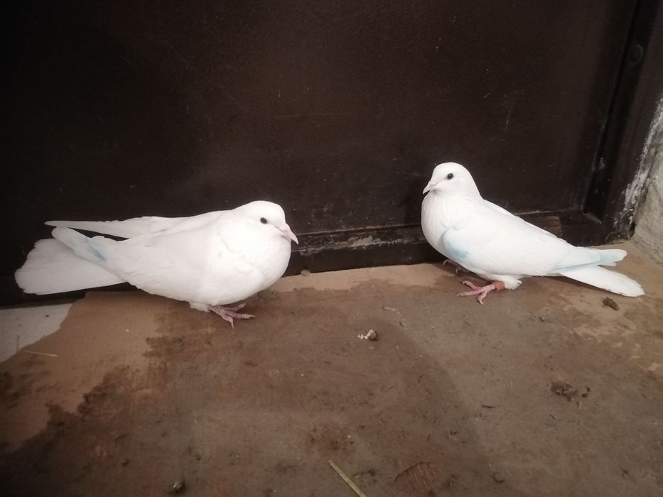 Көгершіндер сатылады