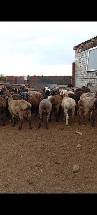 Продам баранов!!! оптом