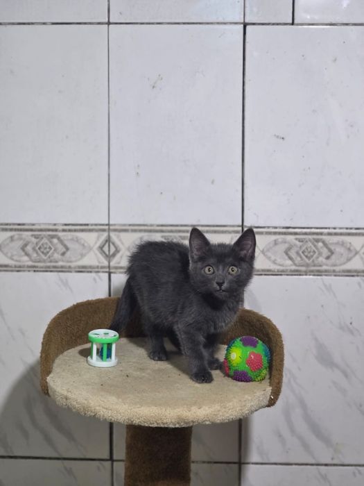 Отдаем котенка (кошка)