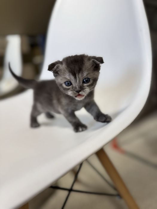 Продаются котята скоттиш-фолд скотиш страйт