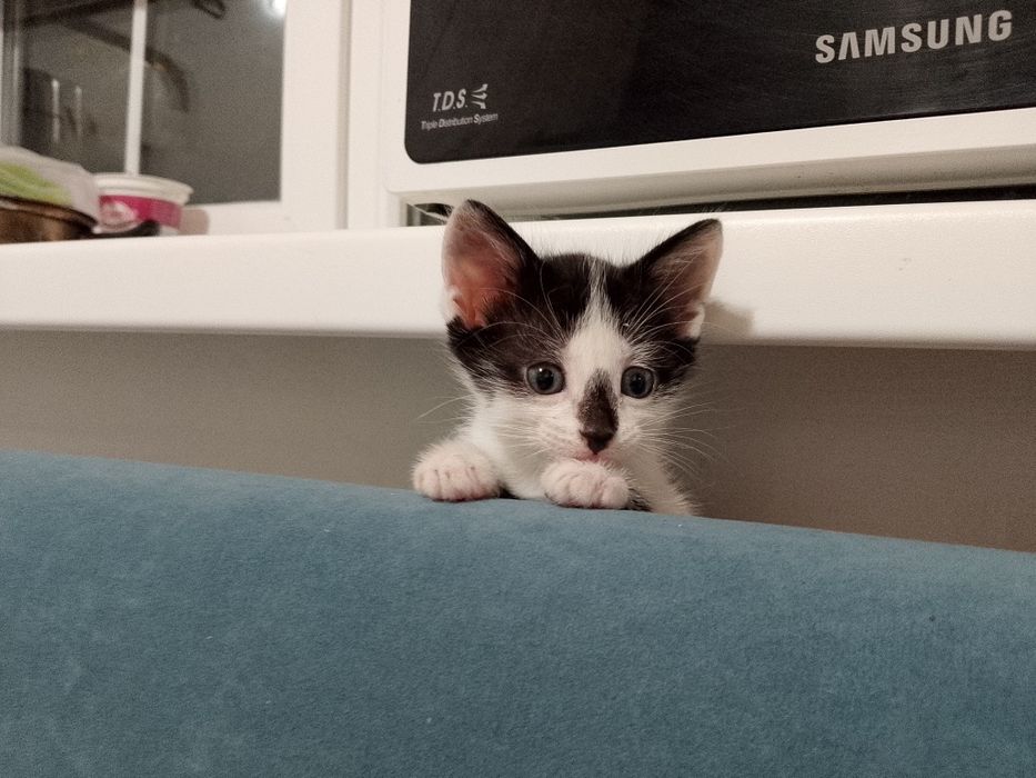 Котята ищут дом!!