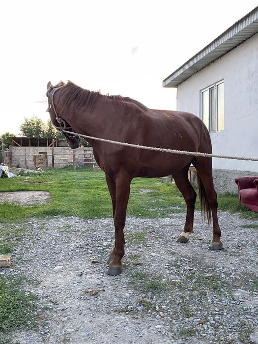 Продается Лошадь