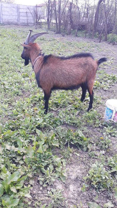 Vând țap de rasa montana