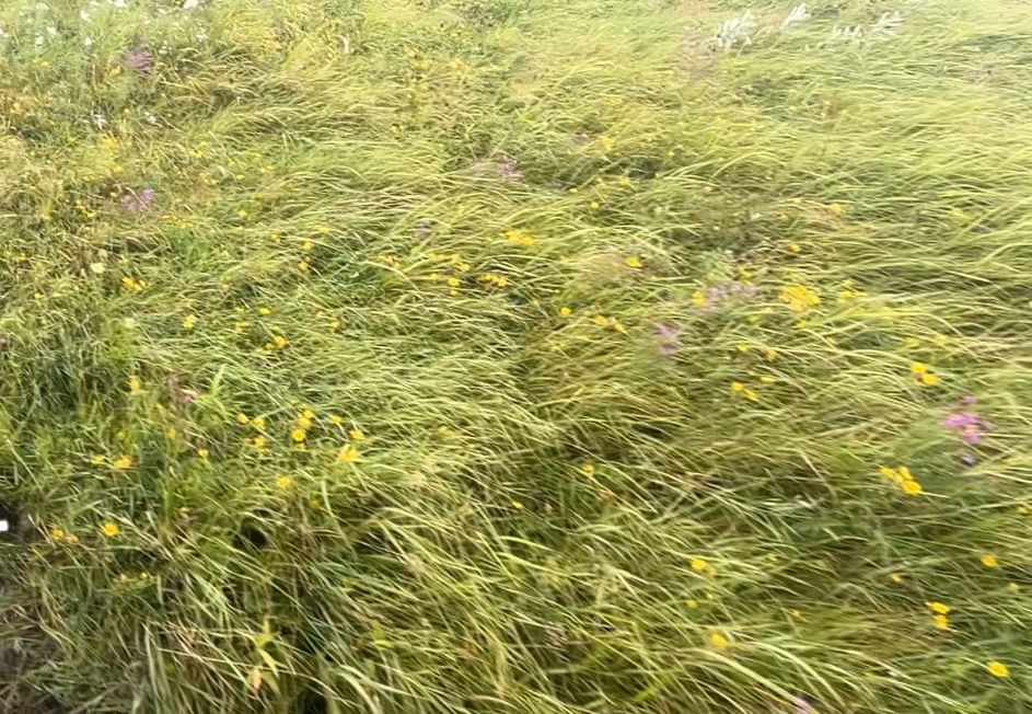 Сено отличного качества