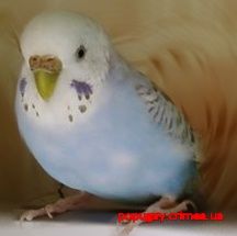 Волнистые попугаи