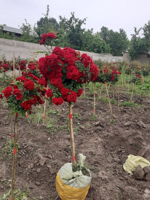 Atirgul shtampivi