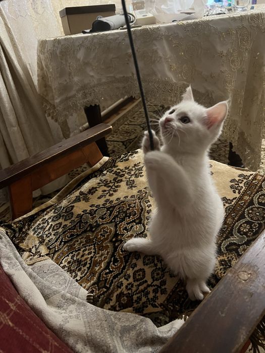 Котята, отдам в добрые руки !