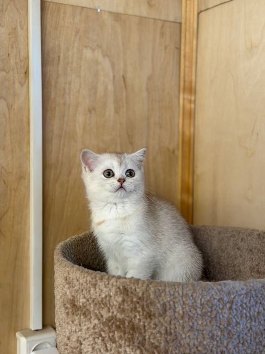 Продается британская серебристая шиншила