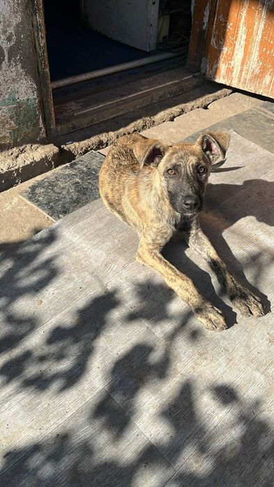 Отдам в хорошие руки