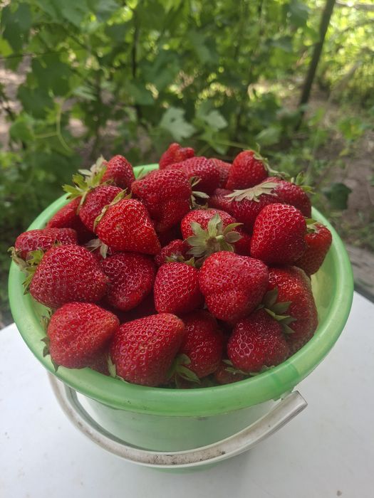 Продам малину, крыжовник      .