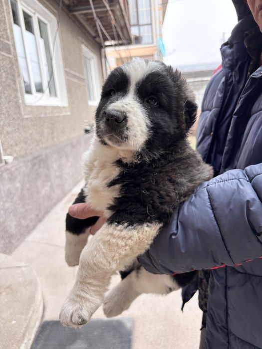 Продам щенка сучка 1,5 месяца