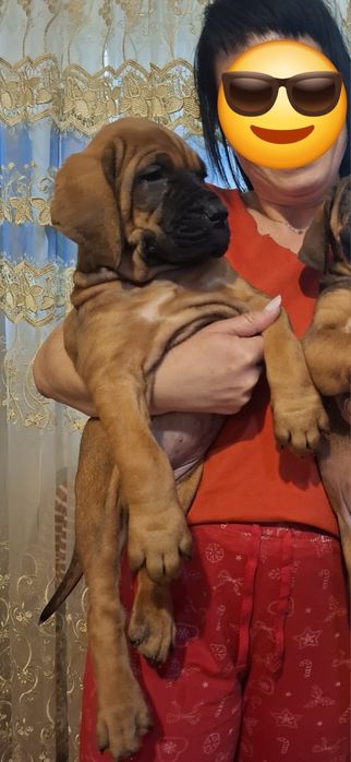 Catel TOSA INU calitate