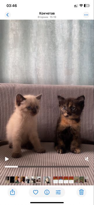 Отдам котят в добрые руки