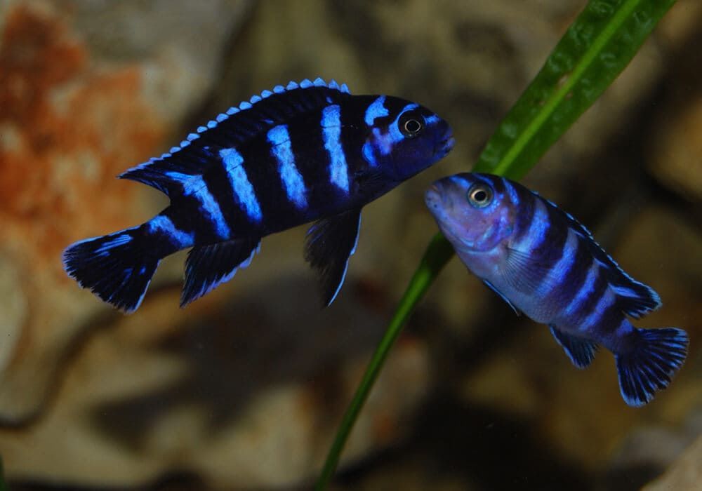 Псевдотрофиус демасони