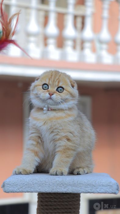 Продам шиншилл мальчик и девочка