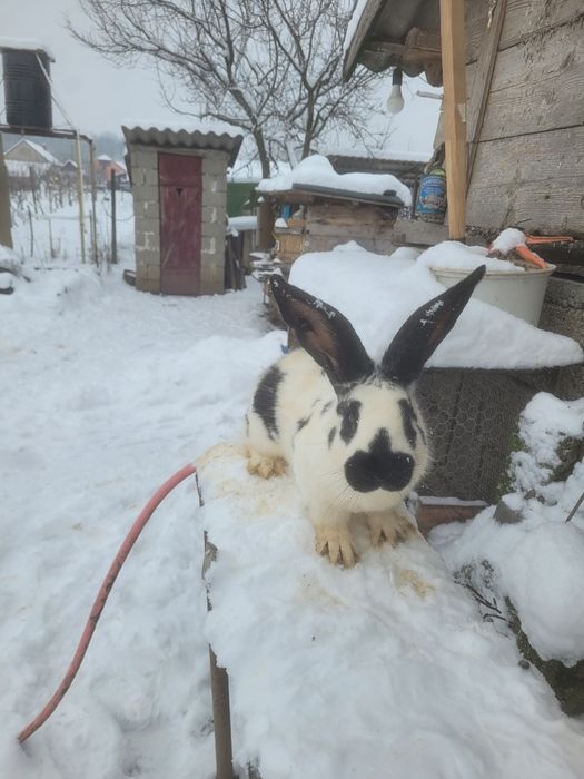 Mascul fluture german