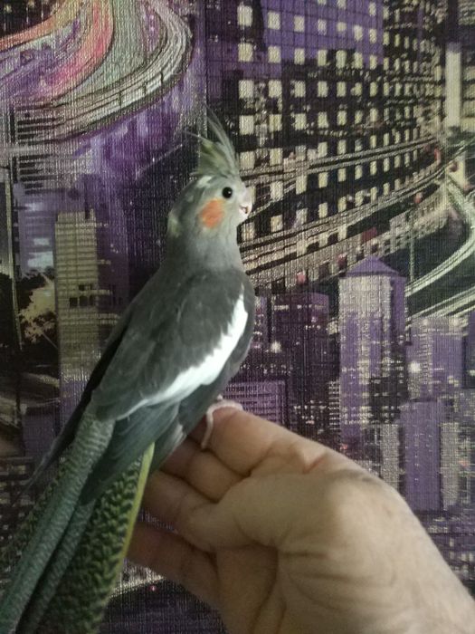 Продам попугая Корелла,Ручной,Молодой!