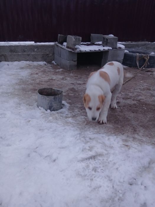 Албай күшік сатылады