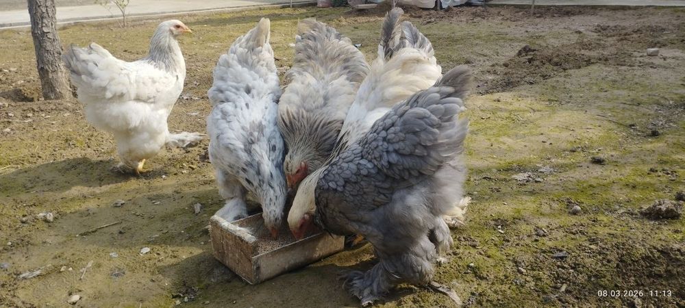 Brama tovuq xoʻroz sotiladi, 220.000.