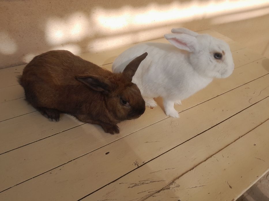 Quyon 1 juft samest samka karlik