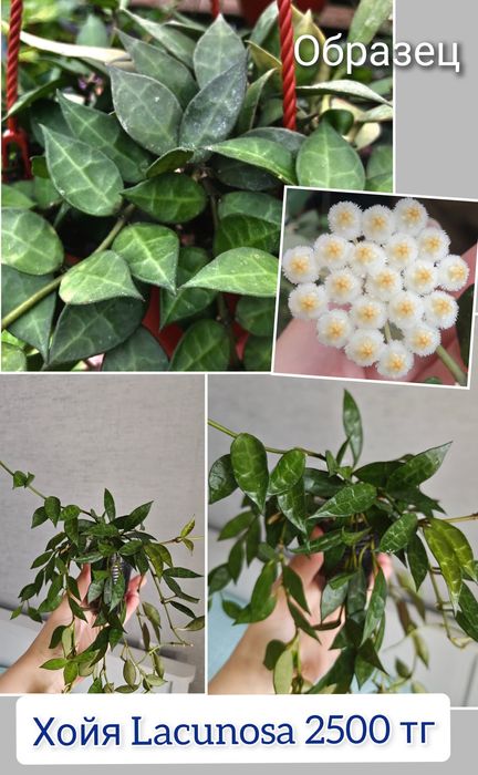 Хойи разные сорта комнатные цветы