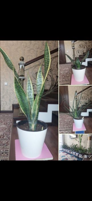 Сансеверия очень красивия, неприхотливая растения