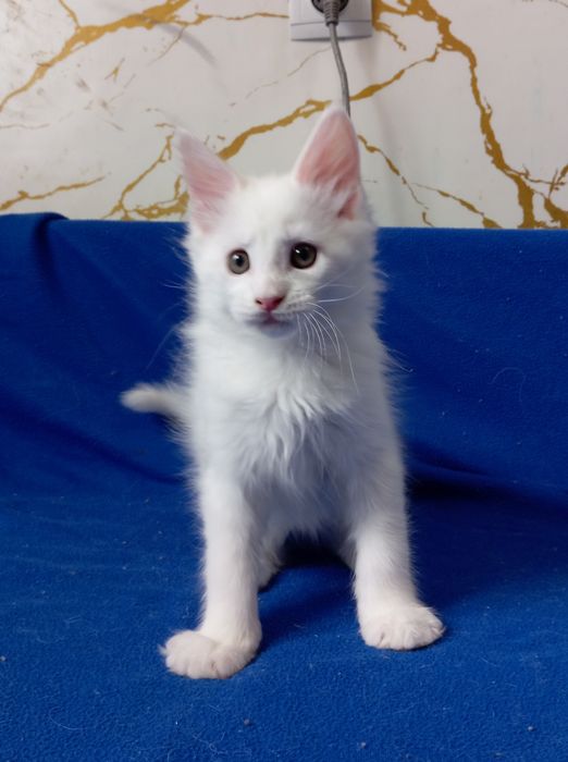 Мейн Кун котята, питомник