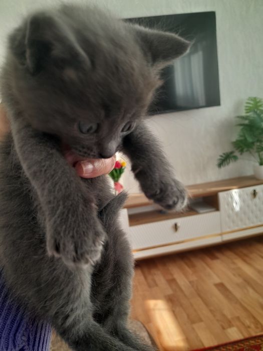 Отдам котят серый и черный