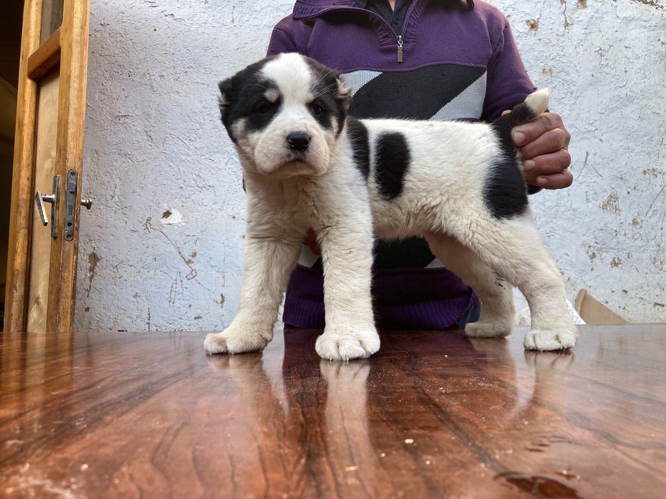 Щенок Алабая ( девочка ) чистокровная