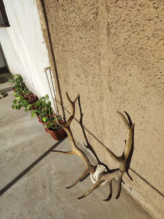 Buxoro bugʻusi shoxi