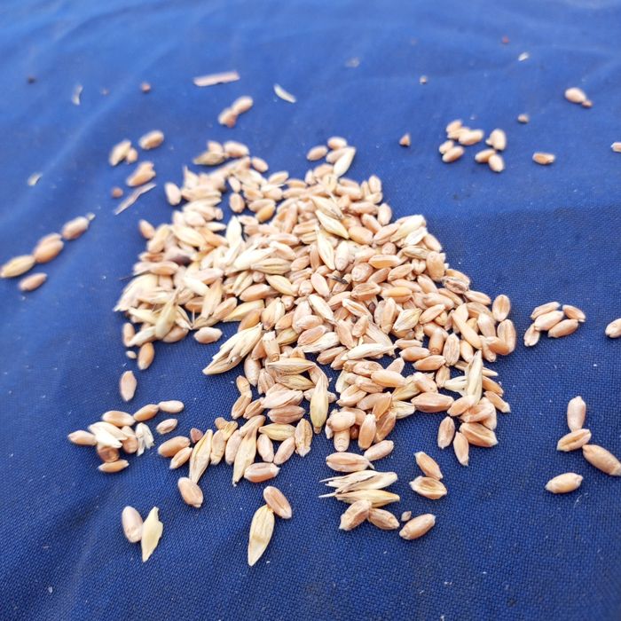 Пшеница для скот