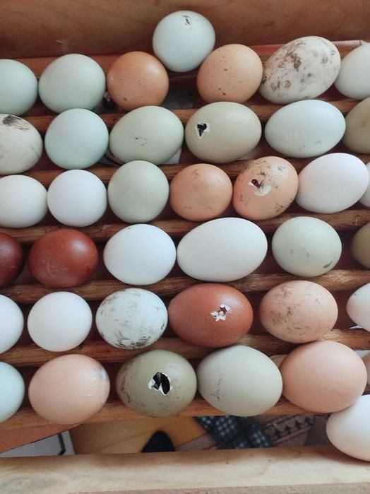 Продавам пилета на различна възраст