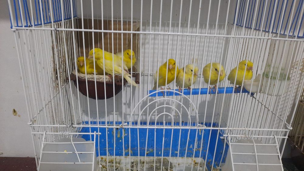 Декоративный птицы