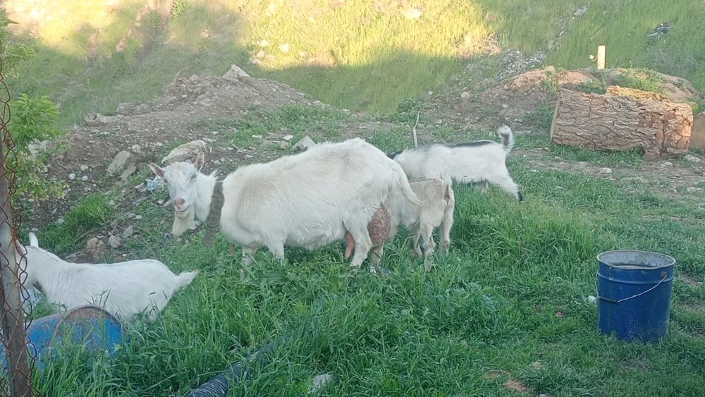 Ешкы казлы  малочный