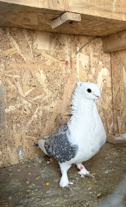 Porumbei misirli satineti