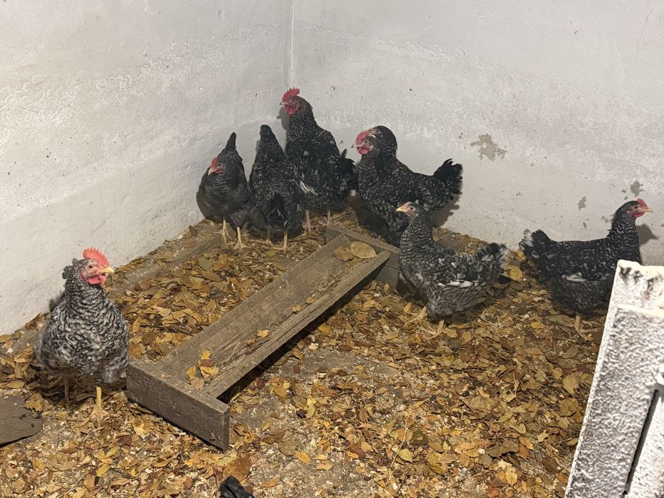 Продам петушков