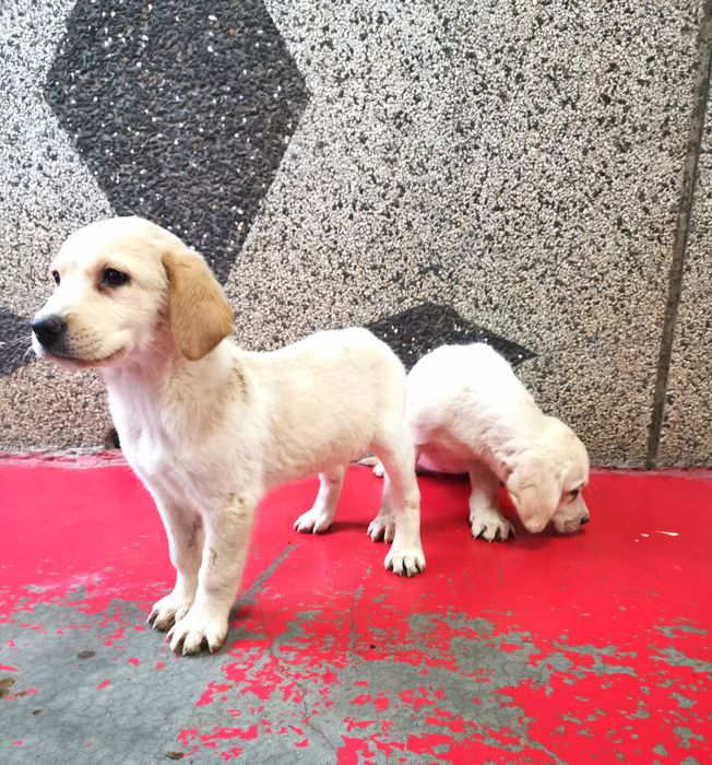 Лабрадор ретривър