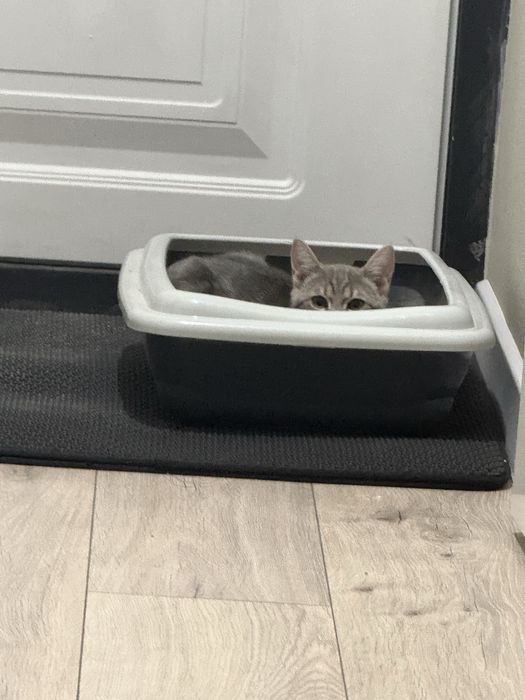 Продается породистый котенок