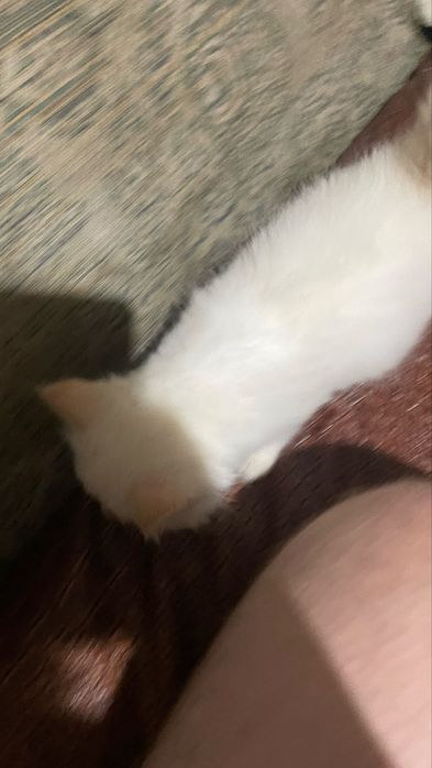Отдам котят в хорошие руки