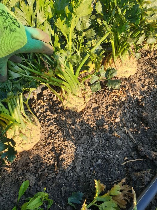 Vanda telina 1,5kg negociabil