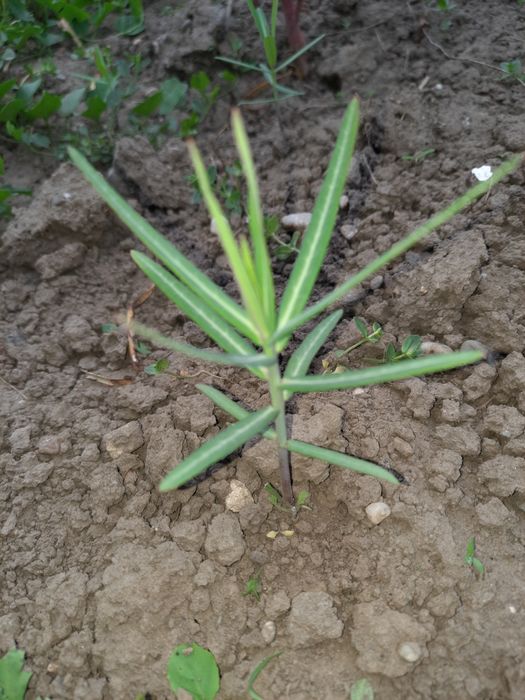 Planta anticartita,  Euphorbia  Lathyris. 10 bucăți