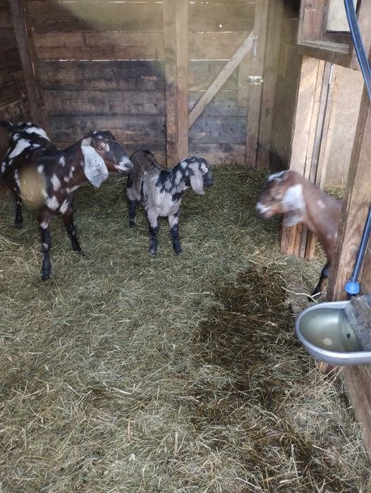 Vând țap Anglo Nubian și iezi