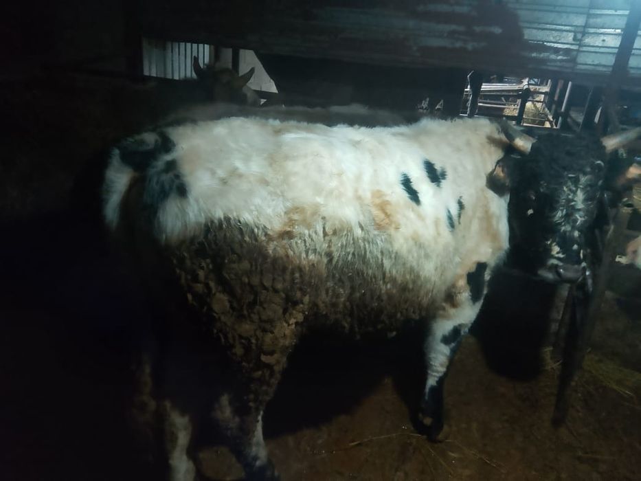 Продам Бычков откормленных