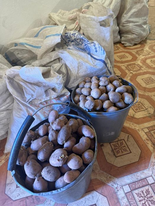 Картошка для посадки