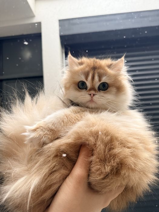 На продаже золотая шиншилла девочка